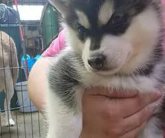 5 girls and 1 boy Husky puppies for sale