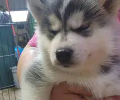 5 girls and 1 boy Husky puppies for sale