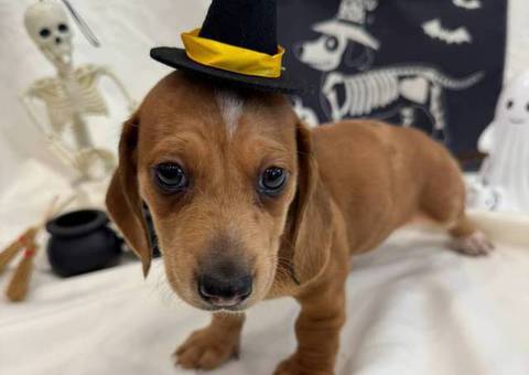 8 weeks old Mini Dachshund ready for Halloween