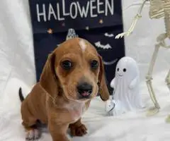8 weeks old Mini Dachshund ready for Halloween