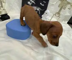 8 weeks old Mini Dachshund ready for Halloween