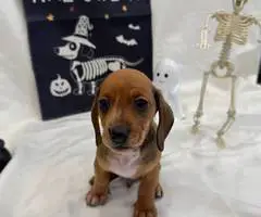 8 weeks old Mini Dachshund ready for Halloween