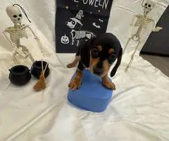 8 weeks old Mini Dachshund ready for Halloween