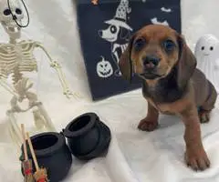 8 weeks old Mini Dachshund ready for Halloween