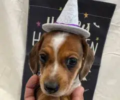 8 weeks old Mini Dachshund ready for Halloween