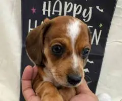 8 weeks old Mini Dachshund ready for Halloween