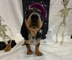 8 weeks old Mini Dachshund ready for Halloween