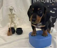 8 weeks old Mini Dachshund ready for Halloween