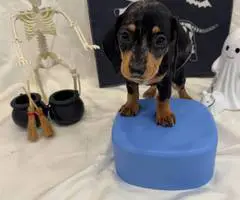 8 weeks old Mini Dachshund ready for Halloween