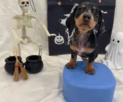 8 weeks old Mini Dachshund ready for Halloween