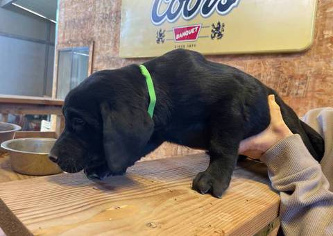 4 Yellow and 2 black Labrador retrievers for sale