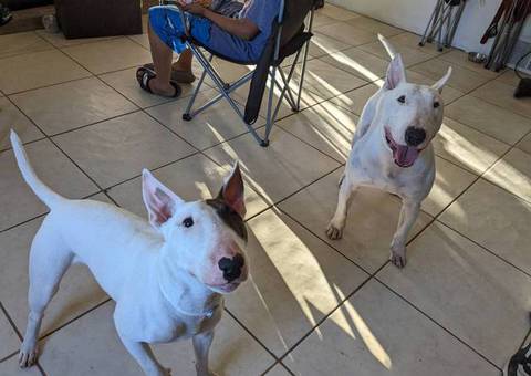 8 English Bull Terrier puppies for sale