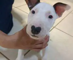8 English Bull Terrier puppies for sale