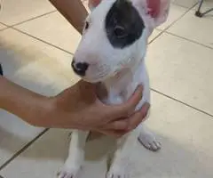 8 English Bull Terrier puppies for sale