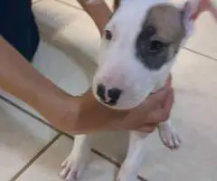 8 English Bull Terrier puppies for sale