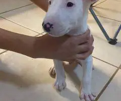 8 English Bull Terrier puppies for sale