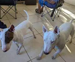 8 English Bull Terrier puppies for sale