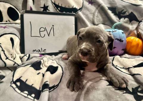 8 Cane Corso puppies for sale
