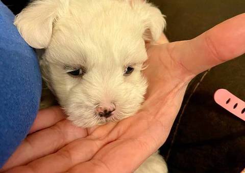 Only one Male Maltese puppy left
