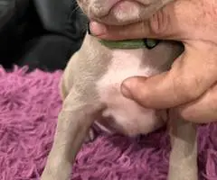 Red nose Pitbull puppies for sale