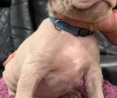 Red nose Pitbull puppies for sale