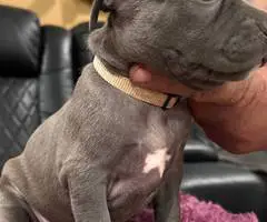 Red nose Pitbull puppies for sale