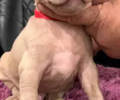 Red nose Pitbull puppies for sale