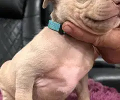 Red nose Pitbull puppies for sale