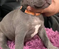 Red nose Pitbull puppies for sale