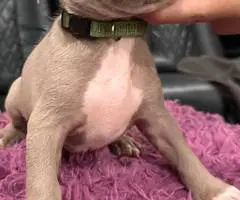 Red nose Pitbull puppies for sale