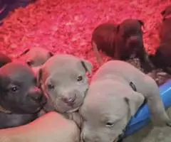 Red nose Pitbull puppies for sale