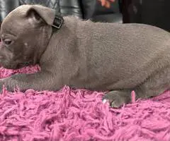 Red nose Pitbull puppies for sale