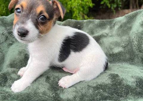 2 male shorty Jack Russell Terrier puppies