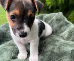 2 male shorty Jack Russell Terrier puppies