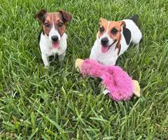 2 male shorty Jack Russell Terrier puppies