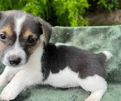 2 male shorty Jack Russell Terrier puppies
