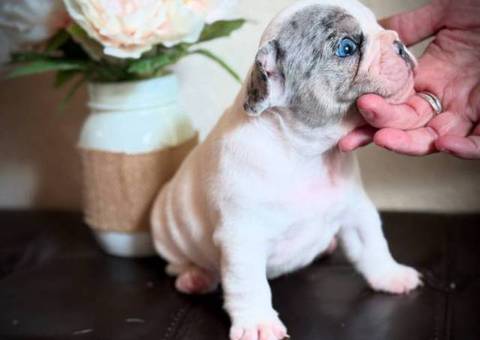 Merle and blue pied French bulldog puppies for sale