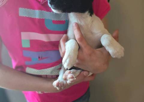 Male and female Jack Russell puppies