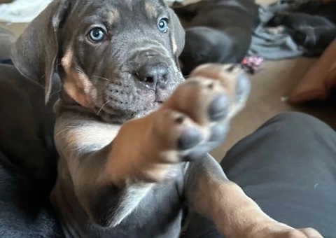 6 WEEKS OLD CANE CORSO PUPPIES FOR REHOMING