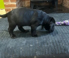 6 WEEKS OLD CANE CORSO PUPPIES FOR REHOMING