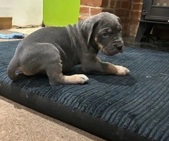 6 WEEKS OLD CANE CORSO PUPPIES FOR REHOMING