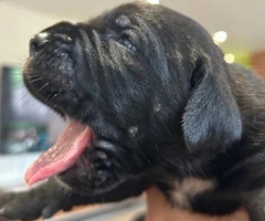 6 WEEKS OLD CANE CORSO PUPPIES FOR REHOMING