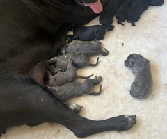 6 WEEKS OLD CANE CORSO PUPPIES FOR REHOMING