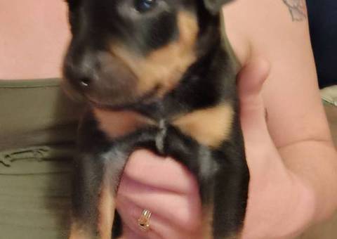 Pit bull Rottweiler cross puppies