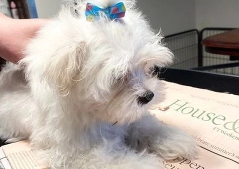 Sweet Maltese puppies ready for rehoming