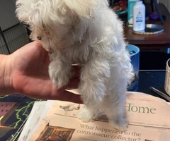 Sweet Maltese puppies ready for rehoming