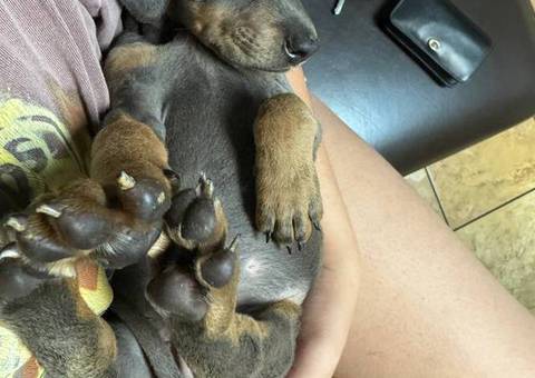 Blue Coat Doberman Puppy