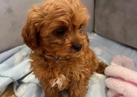 F1 fox beautiful cavapoo puppies for rehoming