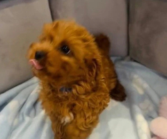 F1 fox beautiful cavapoo puppies for rehoming