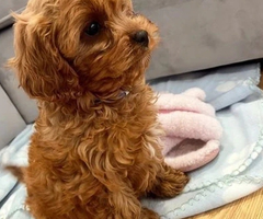F1 fox beautiful cavapoo puppies for rehoming